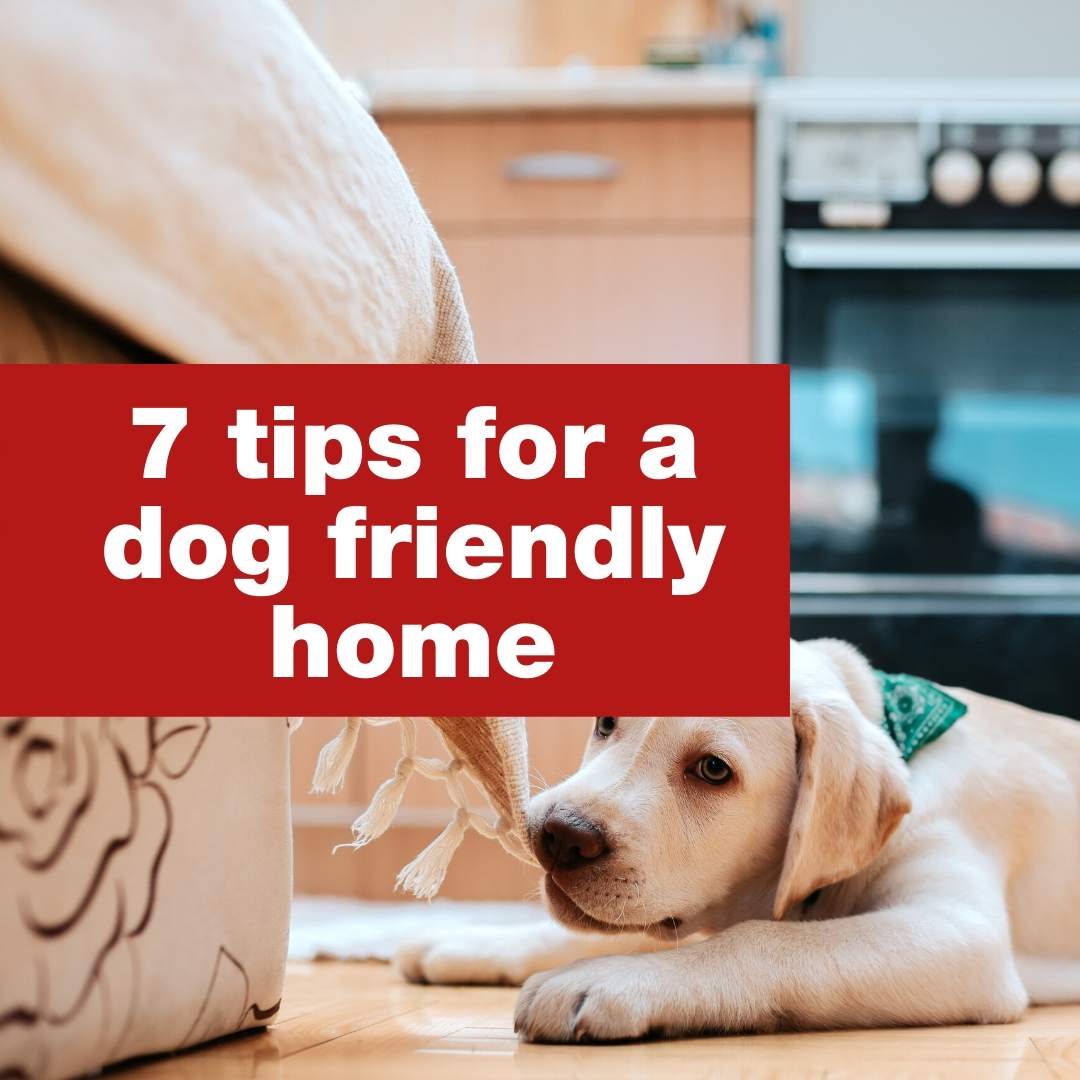 How Do You Dog Proof